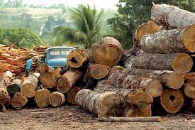 Bois en grume
